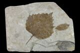 Fossil Sycamore Leaf (Platanus) & Friend - Nebraska #133008-1